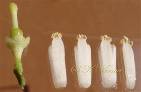 Stamens and Pistil